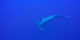 2016-10 - Croisière BDE - 13 - Requins marteaux de Daedalus